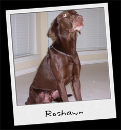 Roshawn, Drug Dog